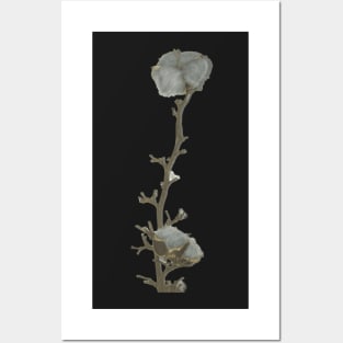 Single twig of natural grey blue cotton boll leaning against the white illuminated wall background Posters and Art